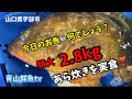 【魚の捌き方】【特大アコウ】【キジハタ】今日のお魚🐟何でしょう？