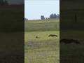 Fastest Dogs in the world Greyhounds Rabbit Hunting shorts#greyhounddog#doglover #cutedogs#dogvideos
