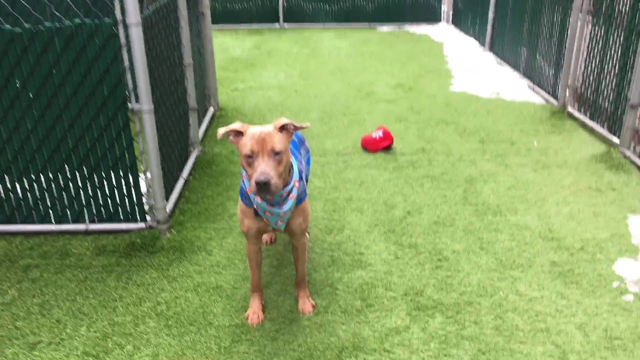 camera iphone 8 plus apk Lively Scooby 56413/NYCACC