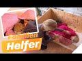 UNGLAUBLICH! 😱 Eine Schildkröte bestimmt über Linas Leben | Die Familienhelfer | SAT.1