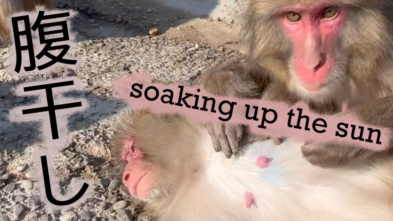 淡路島モンキーセンター