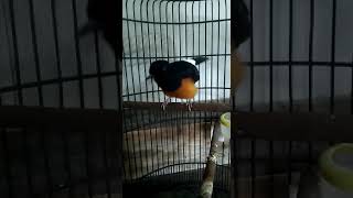 MURAI BORNEO besutan OM LAKBET SANJAYA isian rapat CILILIN