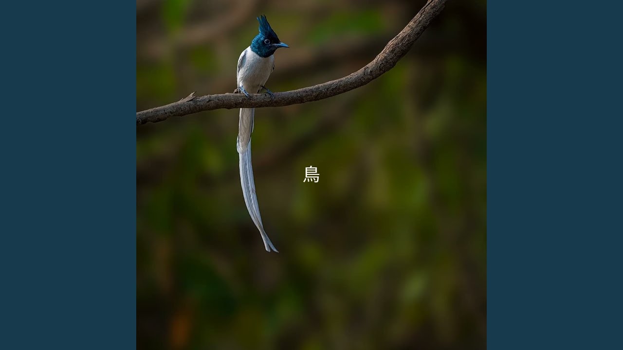 Watch 山の鳥 on YouTube Watch 山の鳥 on YouTube