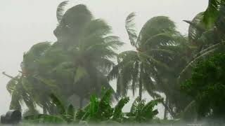 Tropical Rainstorm   Palm Trees Blowing, Wind, Rain  Tropical Relaxation Background Ambience