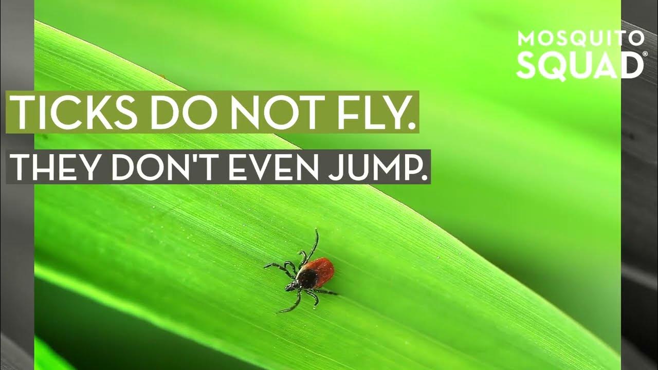 Do Ticks Fly? Do Ticks Jump? How Far Can They Jump? YouTube