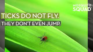 Do Ticks Fly? | Do Ticks Jump? | How Far Can They Jump?