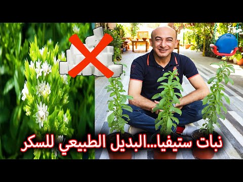 زراعة نبتة ستيفيا  بديل السكر