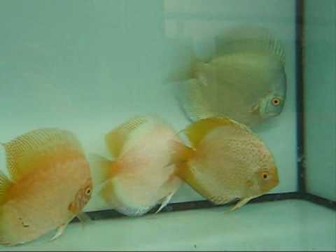 Blue Diamond, White Butterfly Discus Fish - YouTube
