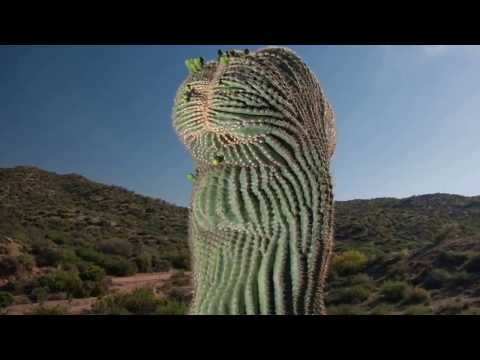 Video: Saguaro - největší kaktus na světě