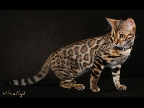 Bengal Cat~ Bengal Cat Adoption It Bengal Cat Australia ...