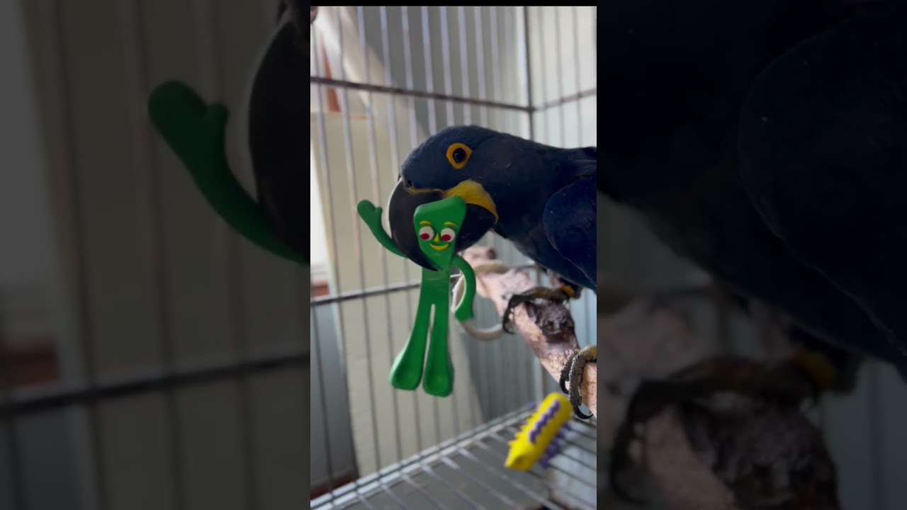 Hyacinth Macaw Mr.YAP Stretches Gumby’s Patience and his Body, 