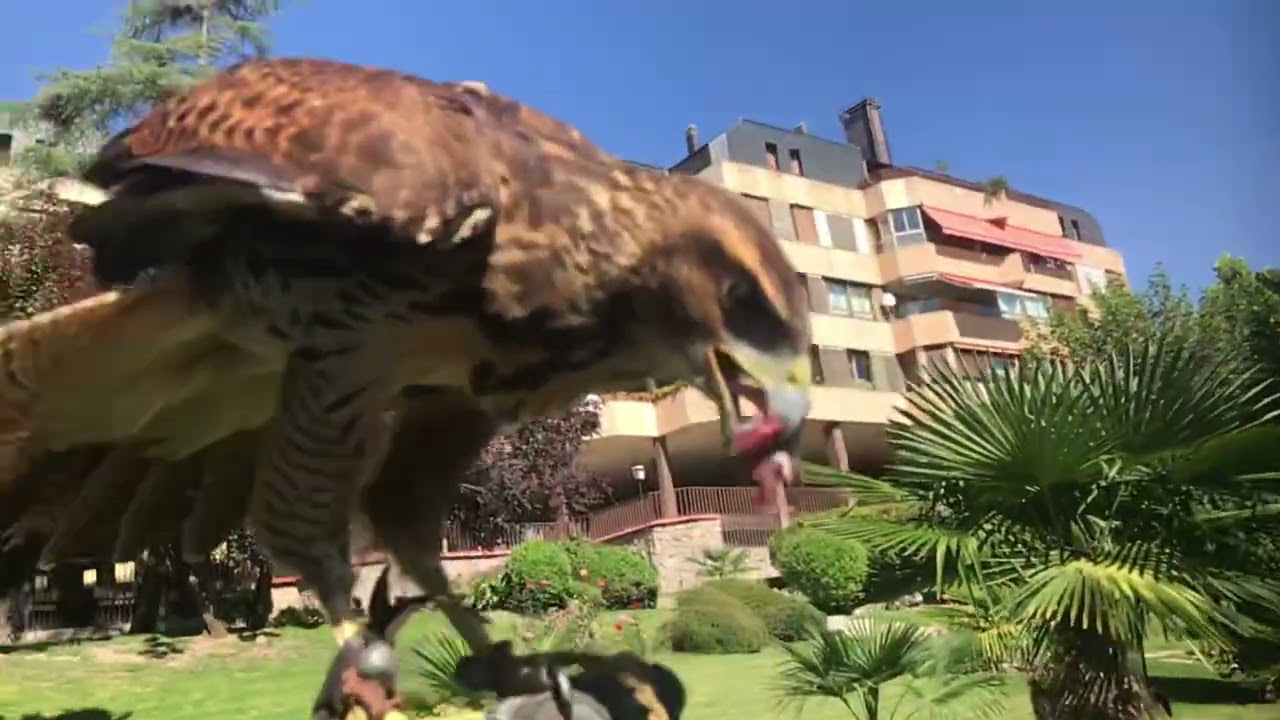 Control de fauna. Rapaces