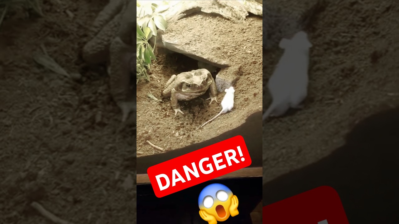 【Warning Live Feeding!!】 Giant Cane Toads Eating Mouse!