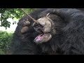 Thank you for helping to end bear dancing - Ex Bear Dancer, Aslam Khan