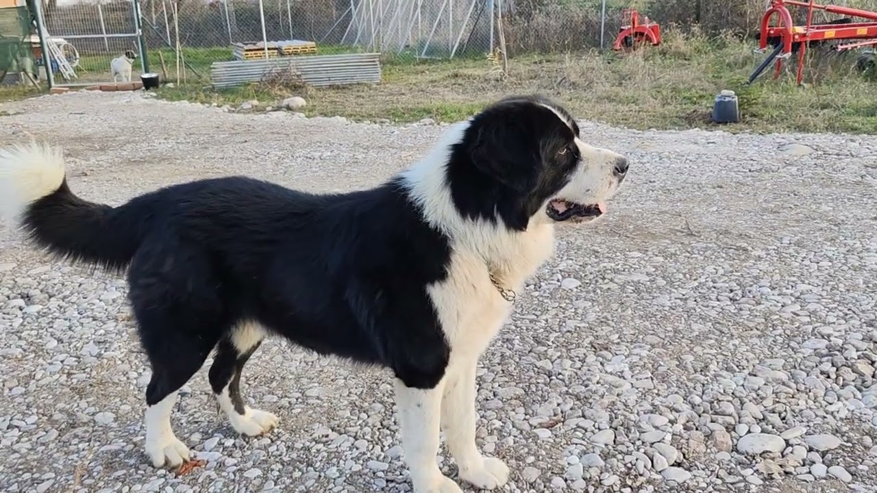 Λύκος Ελληνικοί Ποιμενικοί σκύλοι αλήθειες και ψέματα!!!! Κτηνοτροφία και Ύπαιθρος.