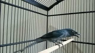 Awon awon gacor full isian cocok untuk masteran