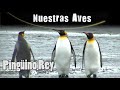 PINGÜINO REY - Serie Nuestras Aves