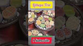 Lithops Tree 🌲#best fact knowledge short video #facts #shorts #viral #trending #mr.satish #1m views