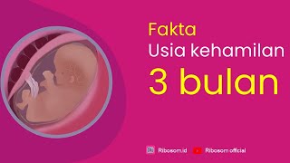 BENTUK JANIN PADA USIA KANDUNGAN 3 BULAN