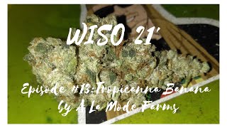 WISO 21 #13 Tropicanna Banana