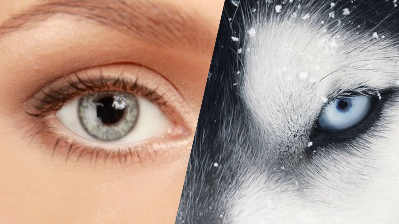 QUIZ What Animal's Eyesight Do You Have (Part 1) YouTube