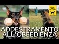 ADDESTRAMENTO ALL'OBBEDIENZA trailer documentario (cani e cinofilia)