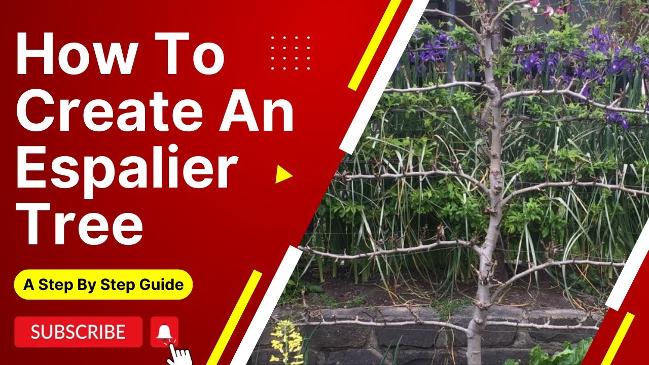 How To Espalier Fruit Trees YouTube