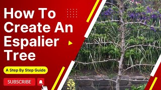 How To Espalier Fruit Trees