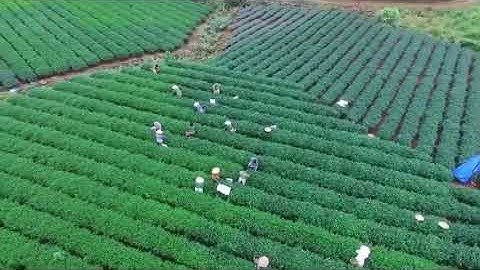 Nhìn ngắm toàn cảnh vùng chè ở thái Nguyên l Hương Trà 0fficial