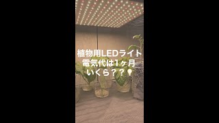 植物用LEDライト、1ヶ月の電気代はいくら？？#shorts #水耕栽培 #家庭菜園 #ハイドロカルチャー #ledライト #電気代