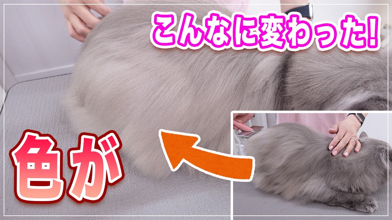 【あおちゃん】シャンプーでこんなに色が変わるなんて！アラブの石油王が飼ってる猫はきっとこんな感じ、猫の爪はこんなに簡単に出せる！もう爪切りでまごつかない【ブリティッシュLH】