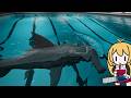 【Sharks and Minnows】サメと楽しくプールで泳いでみよう!