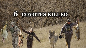 6 Coyotes KILLED ( MOST INSANE FOOTAGE)