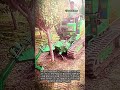 대형 굴취 장비로 큰 나무 통째로 빼내는 방법 #worker #process #tree #machine #gardening