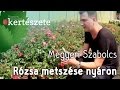 Rózsa metszése nyáron - Megyeri Kertészeti webáruház Tatabánya