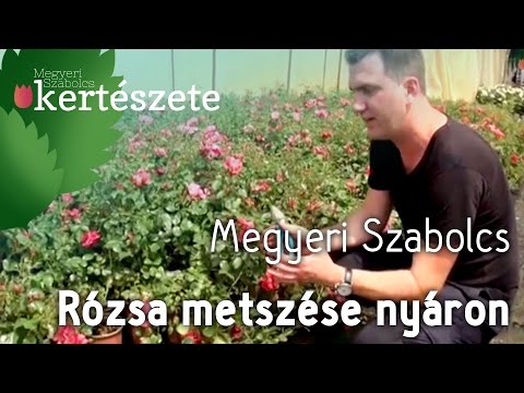 Videó: Milyen Rózsa Virágzik Egész Nyáron