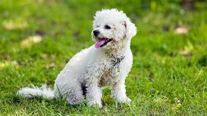 Chó bichon frise nhỏ giá bao nhiêu