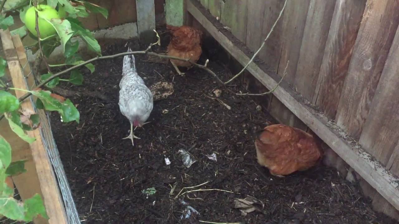 Converting Paper, Cardboard, Junk Mail into compost P2 YouTube