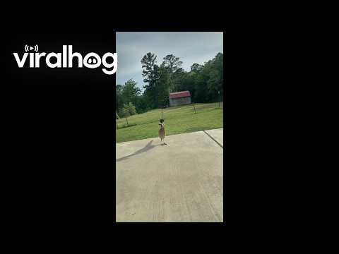 Roadrunner Courting His Reflection in the Window || ViralHog