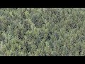 Karadeniz Ormanları 4K - Black Sea Forests 4K (2160p) CANON