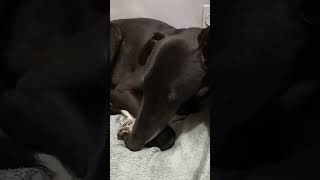 Deepest greyhound thoughts #adoptagreyhound #funny #doglover #greyhoundadoption #dog #greyhoundlove