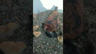 chota sa vlog ||Chicksworld #vlog #aseel #chicken #indian #trending #relaxing