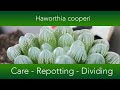 Haworthia cooperi  how to grow and repot the window or crystal succulent