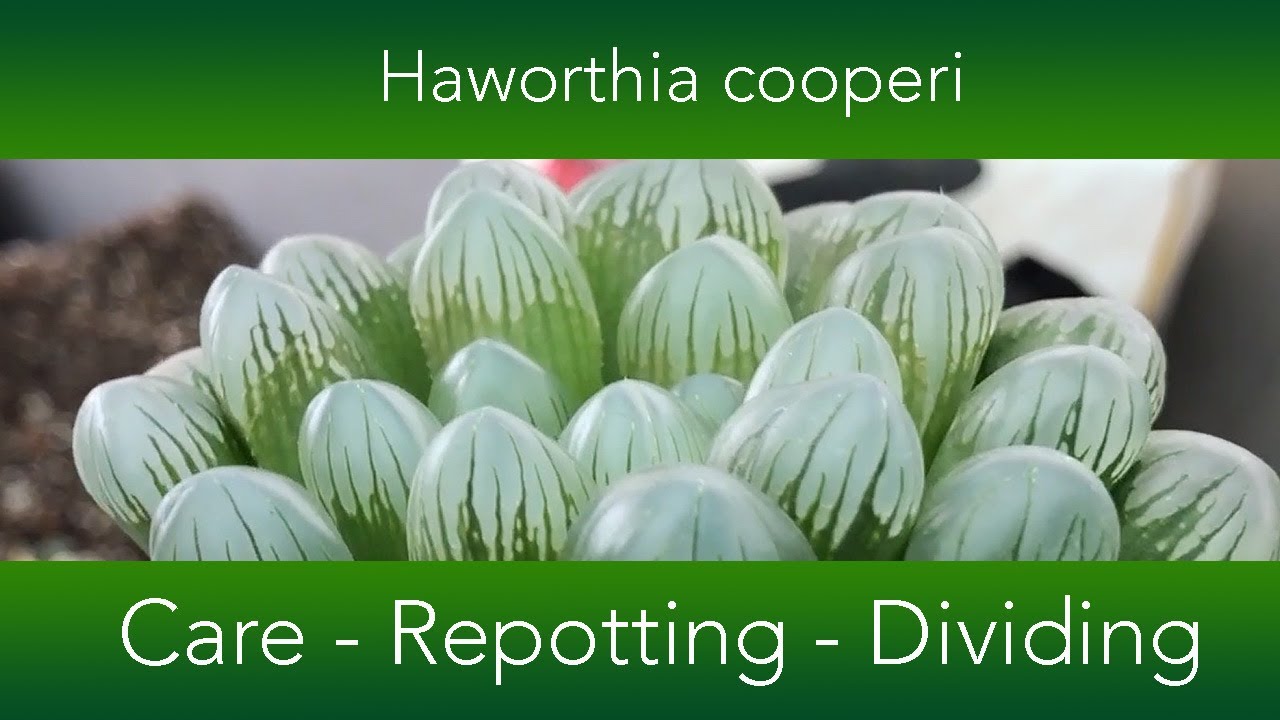 Haworthia cooperi — как выращивать и пересаживать на окне / Кристаллический суккулент — как Bud'u...