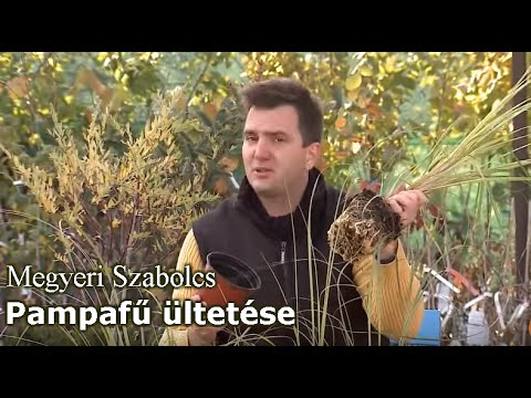 Videó: Málna ültetése nyílt terepen: helyválasztás, tippek a különböző fajták gondozásához