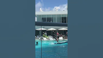Resort Pool Games Gone Wrong 