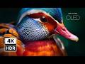 Incredible Animals in 4K HDR 🐘 | ULTRA HD Wildlife 120FPS Dolby Vision (Mind-Blowing!)