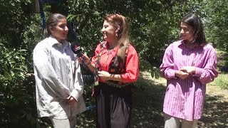 Okul  harçlığı için vişne toplayan köy kızları ve Gedikli