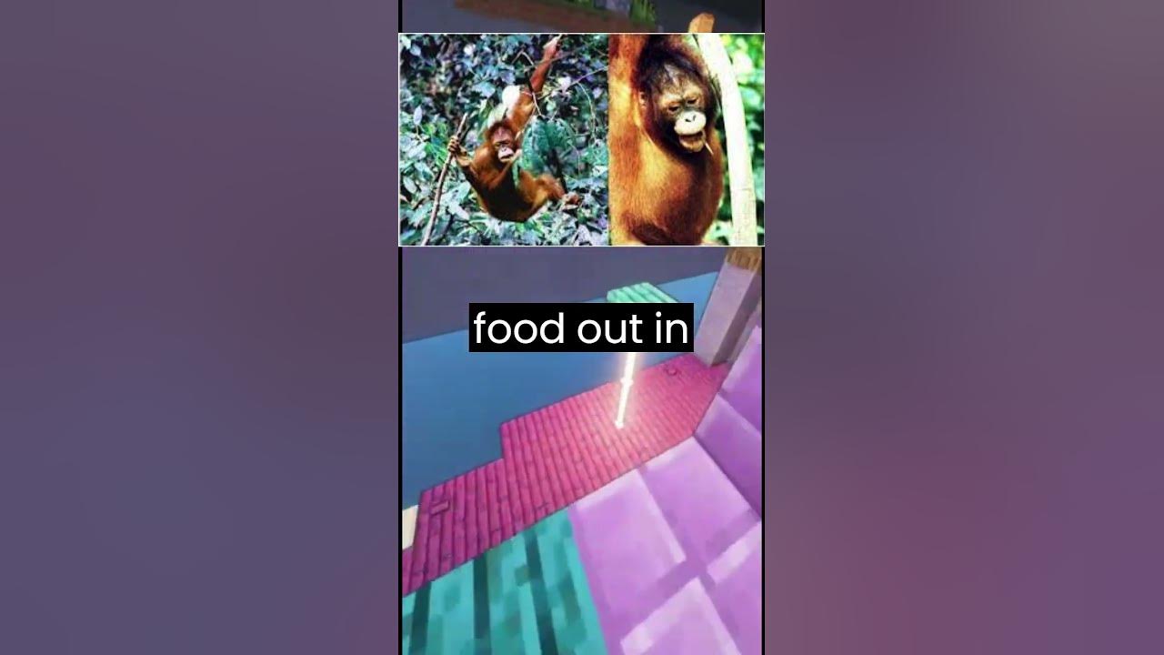 monkeys-steal-from-each-other-to-survive-animals-play-animalplay