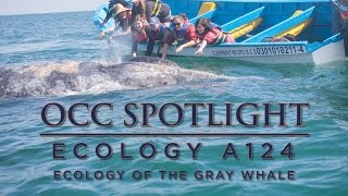Orange Coast College Ecology Of The Gray Whale